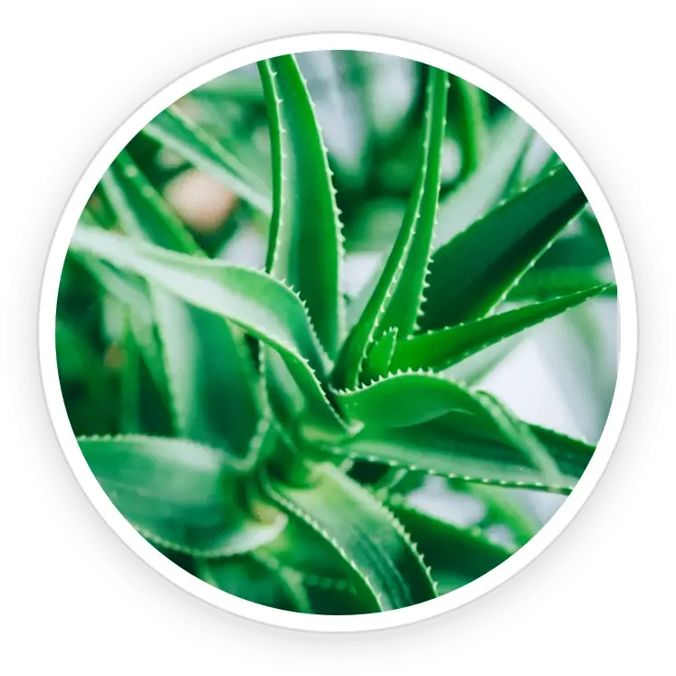 Aloe Vera icon