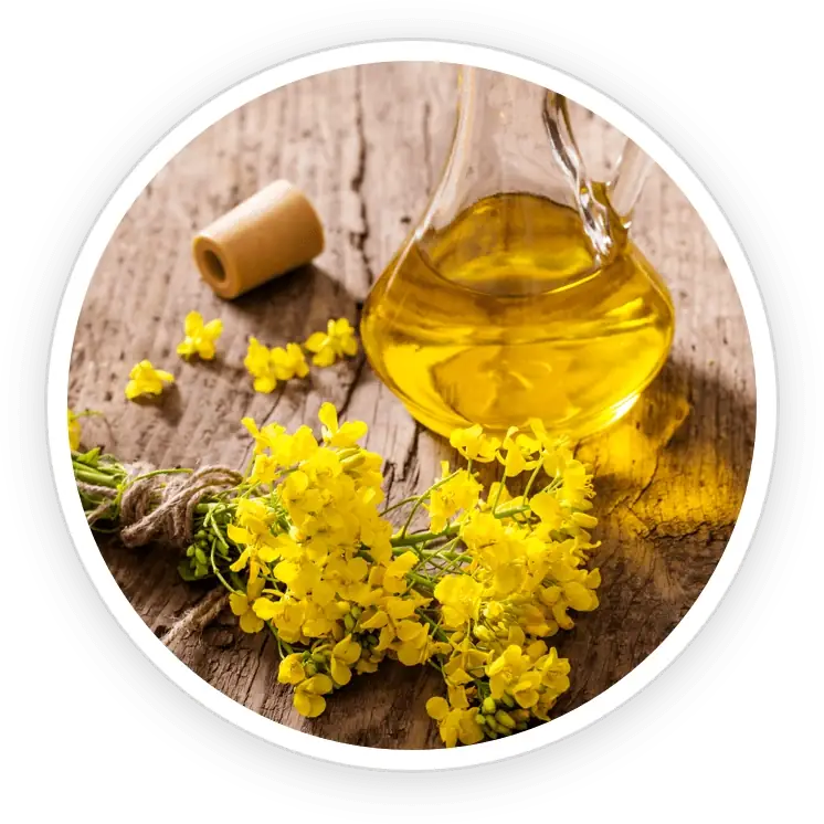 Canola Oil icon
