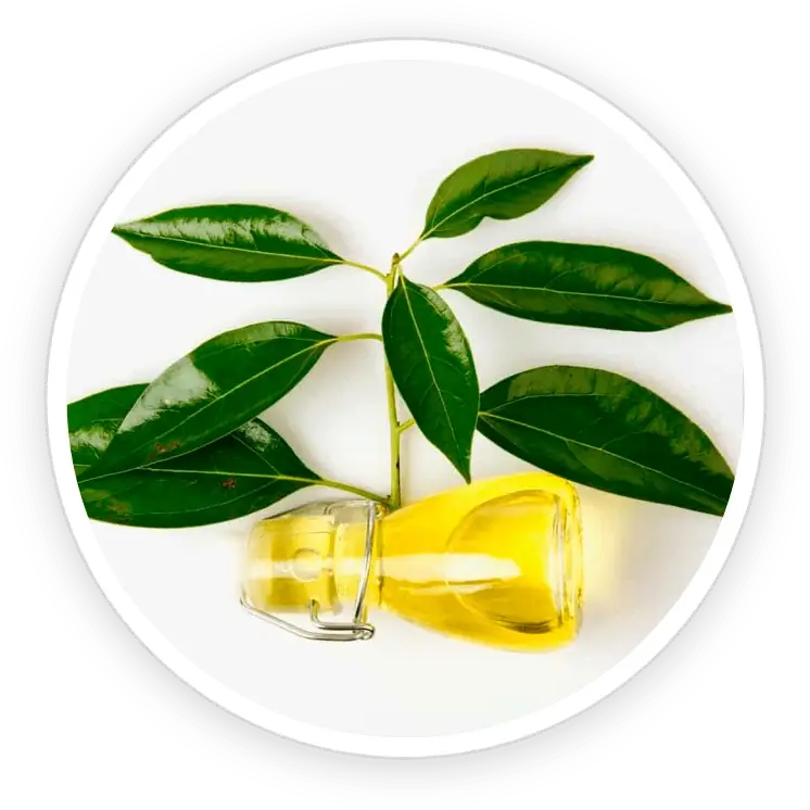 Camphor Oil icon